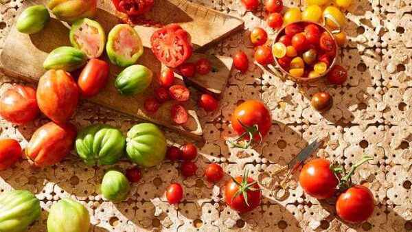 The optimum temperature for growing tomatoes