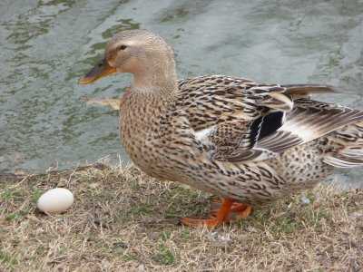 The period of egg laying in domestic ducks