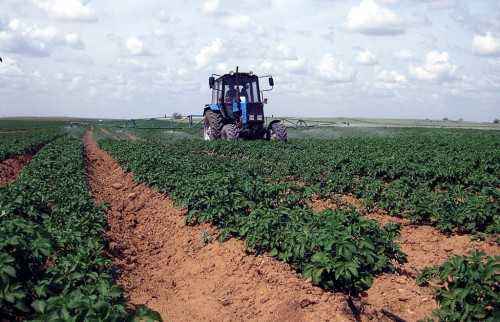 The principle of Dutch technology for growing potatoes