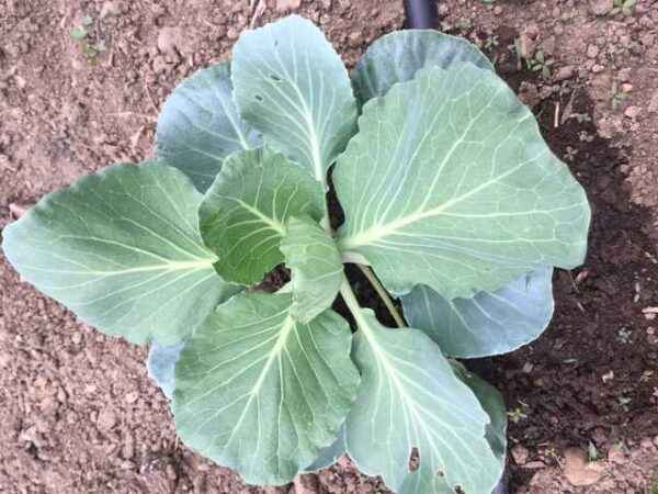The principle of growing cabbage seedlings