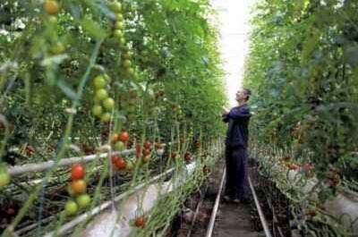 The principle of planting tomatoes in a greenhouse