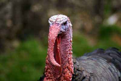 The reasons why turkeys are fighting among themselves and methods for solving the problem