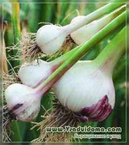 The rules for planting garlic in autumn in Bashkiria