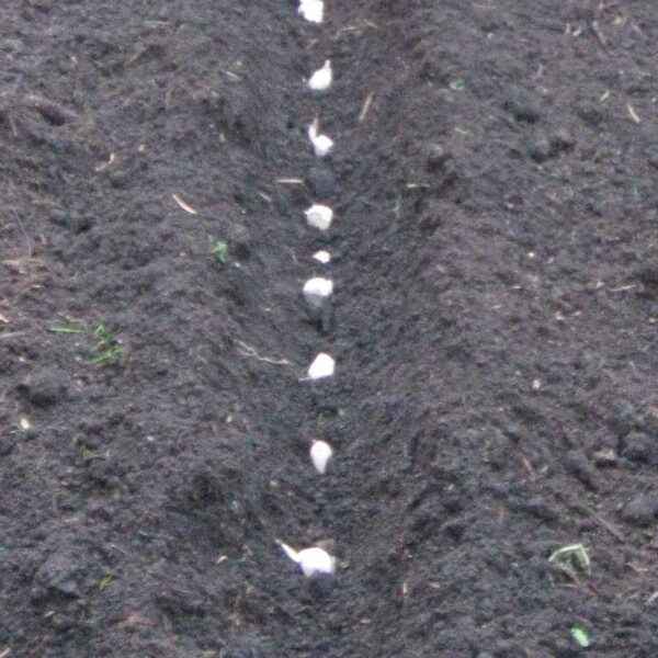 The rules for planting garlic in the winter in Belarus