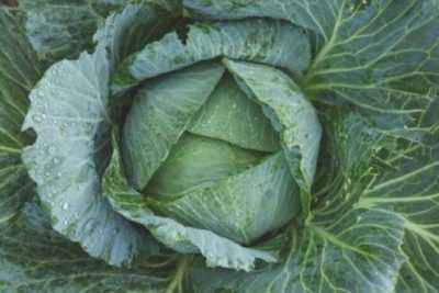 The rules of growing Chinese cabbage