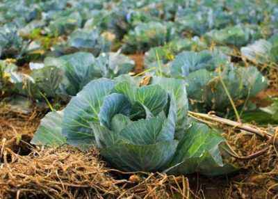 The timing of planting cabbage seedlings