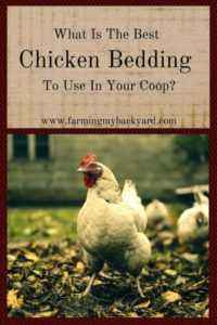 The use of chicken bedding with bacteria