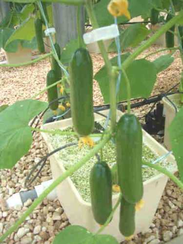 The use of hydroponics for growing cucumbers