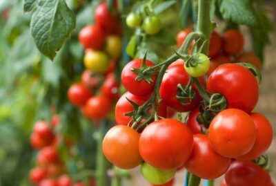 The use of Ridomil for tomatoes