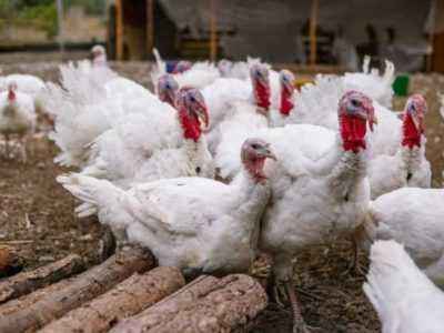 The use of Trichopolum for turkey poults