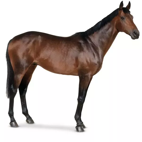 Thoroughbred arabian horse