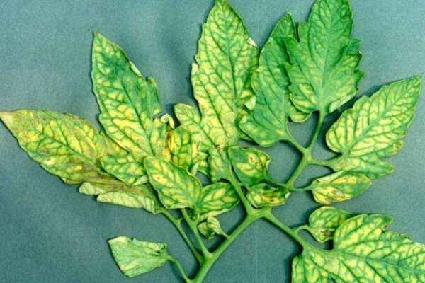 Tomato leaves with chlorosis: signs and treatment