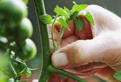 Tomato pinching technology