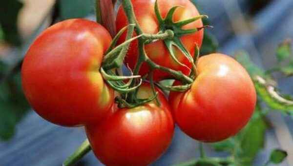 Tomato productivity indicators from one bush
