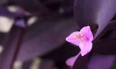 Tradescantia - signs and superstitions about the flower