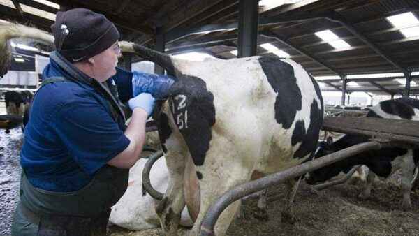 Treating cones on the body of a cow