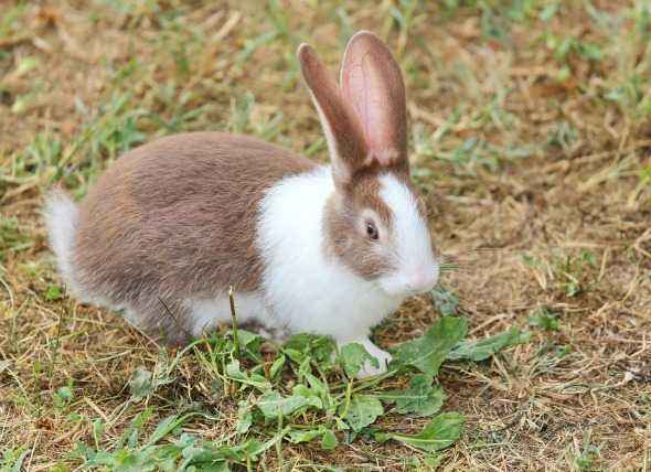 Treatment of an ear tick in rabbits