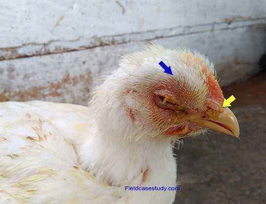 Treatment of Infectious Bronchitis in Chickens