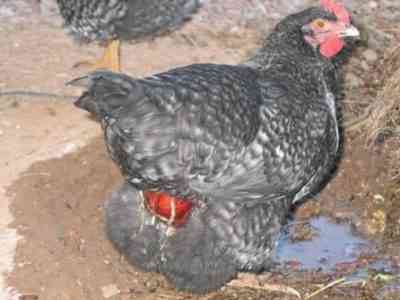 Treatment of oviduct prolapse in chickens