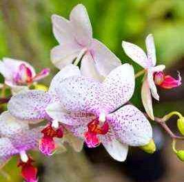 Types of Precious Orchids