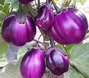 Varieties of eggplant for the Urals