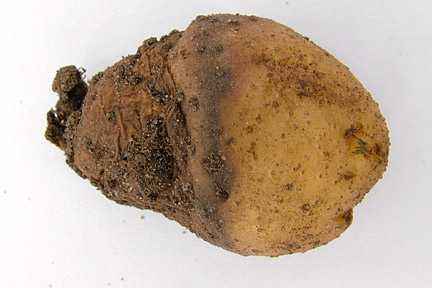 Varieties of Potato Rot