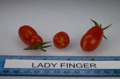 Varieties of Tomatoes Fingers