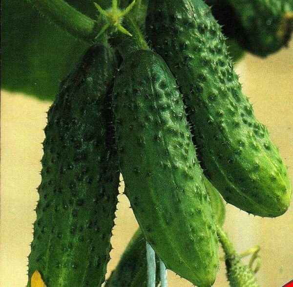 Variety of cucumbers Sarovsky