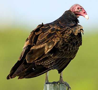 Vulture breed description