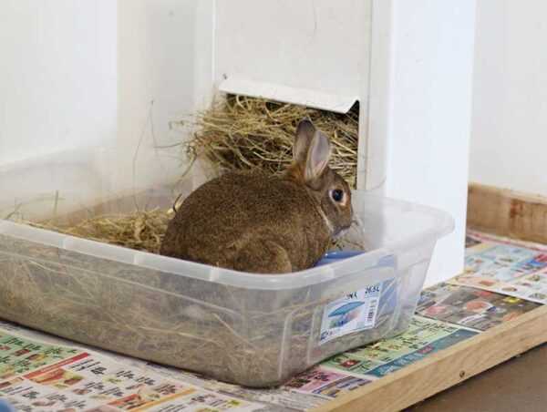 Ways to teach a rabbit to a tray