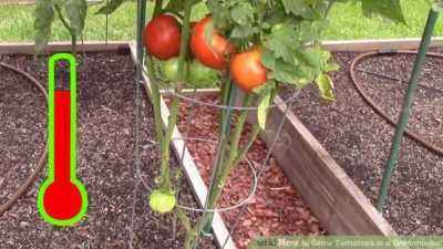 We build a greenhouse for tomatoes