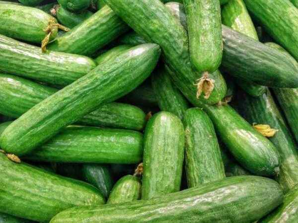 We cultivate a variety of cucumbers