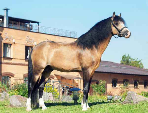 Welsh Pony Description