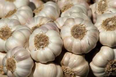 What and how to feed garlic in the summer