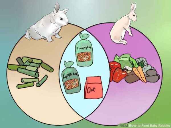 What and how to feed rabbits