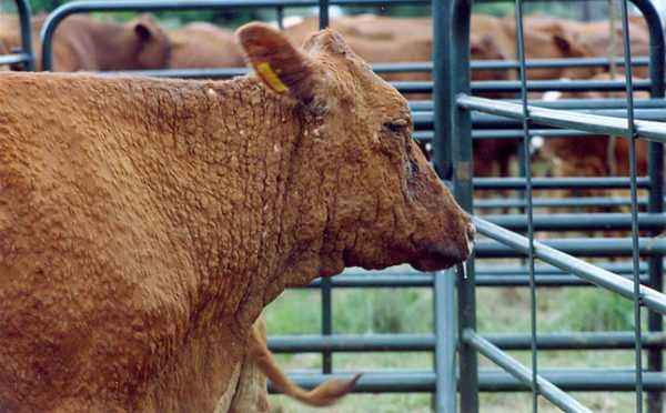 What are the diseases in cows and bulls?