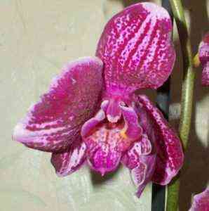 What are the myths and legends about orchids?