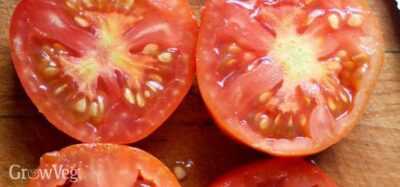 What are the seeds of tomato soaked in