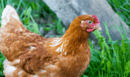 What breeds of chickens carry the most eggs
