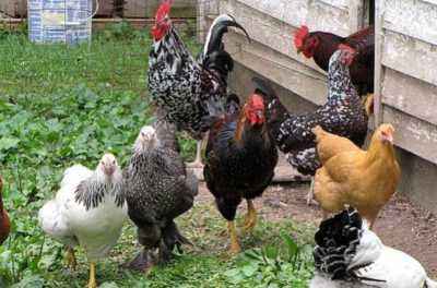 What breeds of laying hens exist