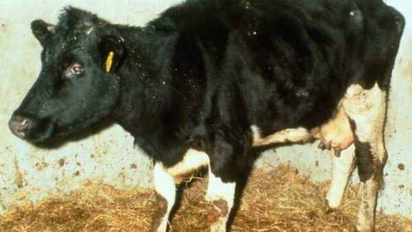 What calf diseases exist