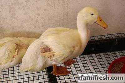 What causes diarrhea in goslings and how to treat it