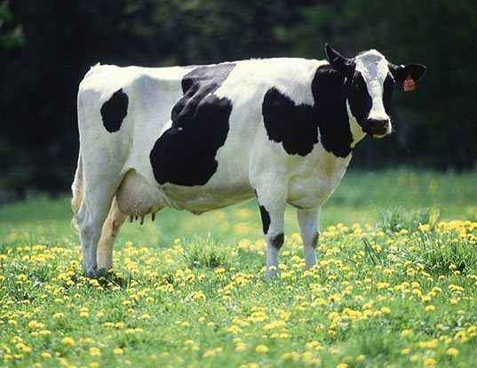What determines the life span of a domestic cow