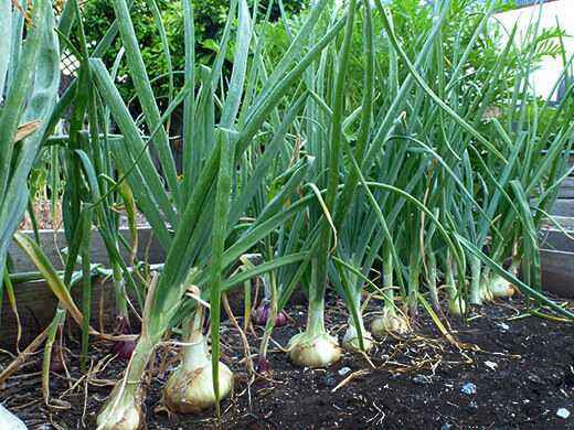 What to choose for processing onions before planting in the ground