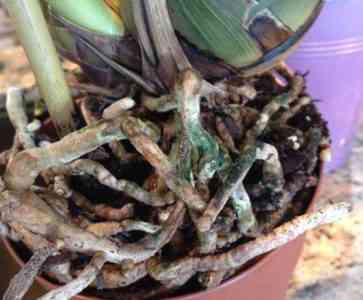 What to do if the orchid has rotted roots