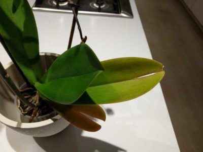 What to do with the loss of foliage turgor in an orchid