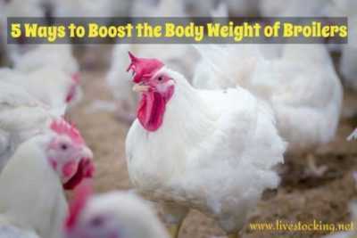 What vitamins are necessary for the growth of broiler chickens