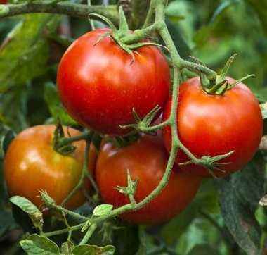 When and how to plant tomatoes for seedlings in Siberia