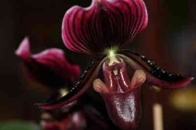Where is the homeland of the orchid plant