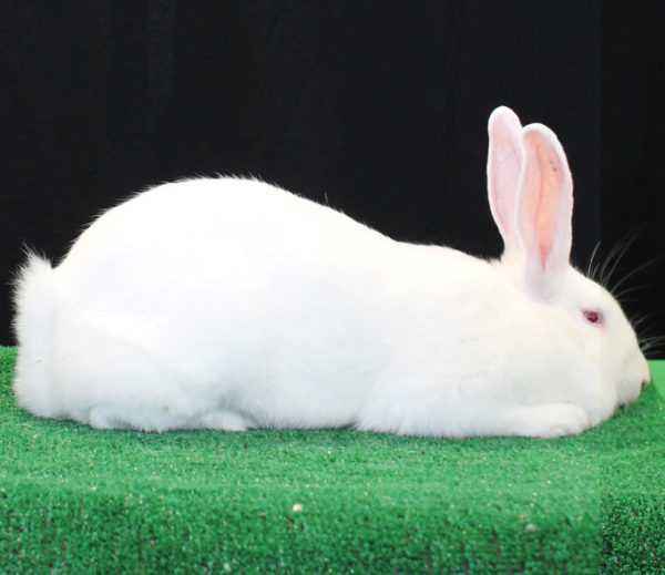 Which breeds of rabbits are compatible for breeding?